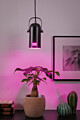 Paulmann Neordic Bundle Pendelleuchte Lavea + LED Reflektor E27 Schwarz dimmbar Metall / 230V 200lm 6.5W 1300K